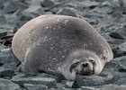 A post lunch snooze. : Horseshoe Island