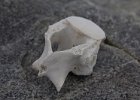 Seal vertebra. : Stonington Island