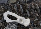 Seal bones were scattered all across the beach. : Horseshoe Island