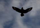 Skua chasing off the hiking party. : Horseshoe Island