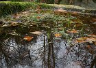 Rowter reflection