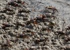Crabs! : Florida, Places