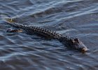 Alligator near the space centre. : Florida, Places
