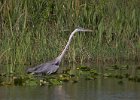Another Heron. : Florida, Places