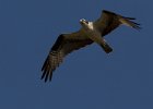 Osprey : Florida, Places
