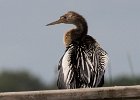 The snake bird. : Florida, Places