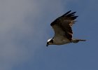 Osprey hunting. : Florida, Places