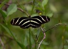 One butterfyl : Florida, Places
