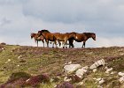 Wild horses.