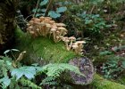 A family of mushrooms