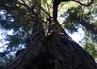 Redwoods in Pfieffer Burns.