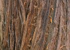 Redwood bark detail.