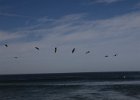 Brown Pelicans &#34;surfing&#34;.