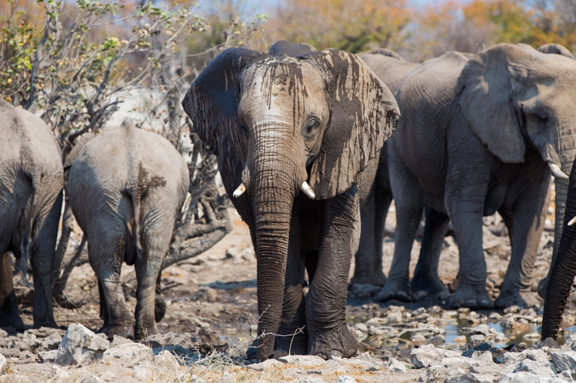 namibia-29