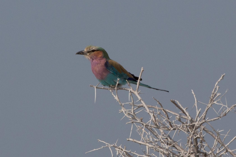 namibia-31