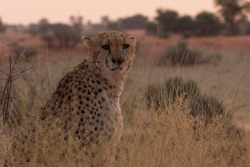 namibia-5