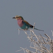 namibia-31.jpg