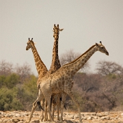 namibia-36.jpg
