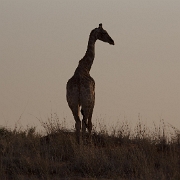 namibia-4.jpg