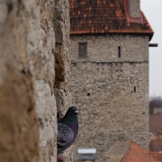IMG_1674.jpg