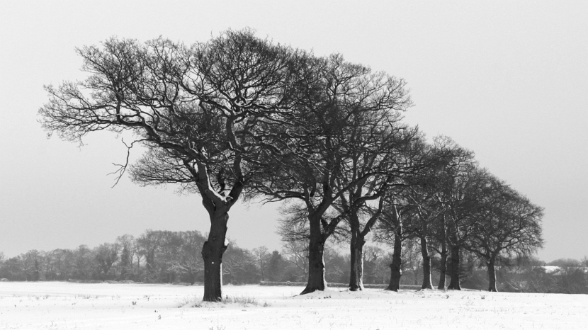 IMG_2395_bw_edited-1