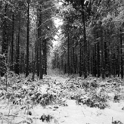 IMG_2394_bw_edited-1.jpg