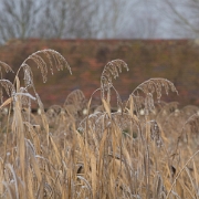 IMG_4687.jpg